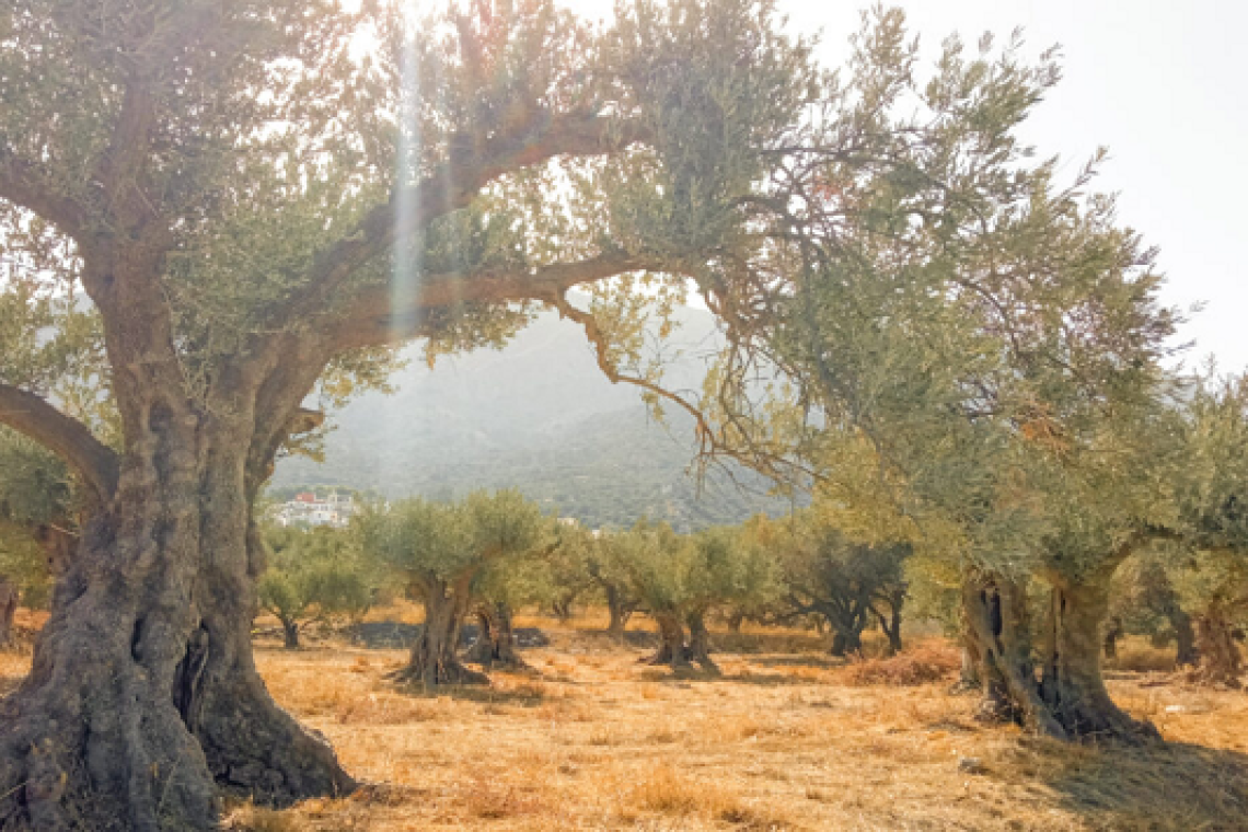 Ένα μυστικό ομορφιάς από την αρχαία Κρήτη